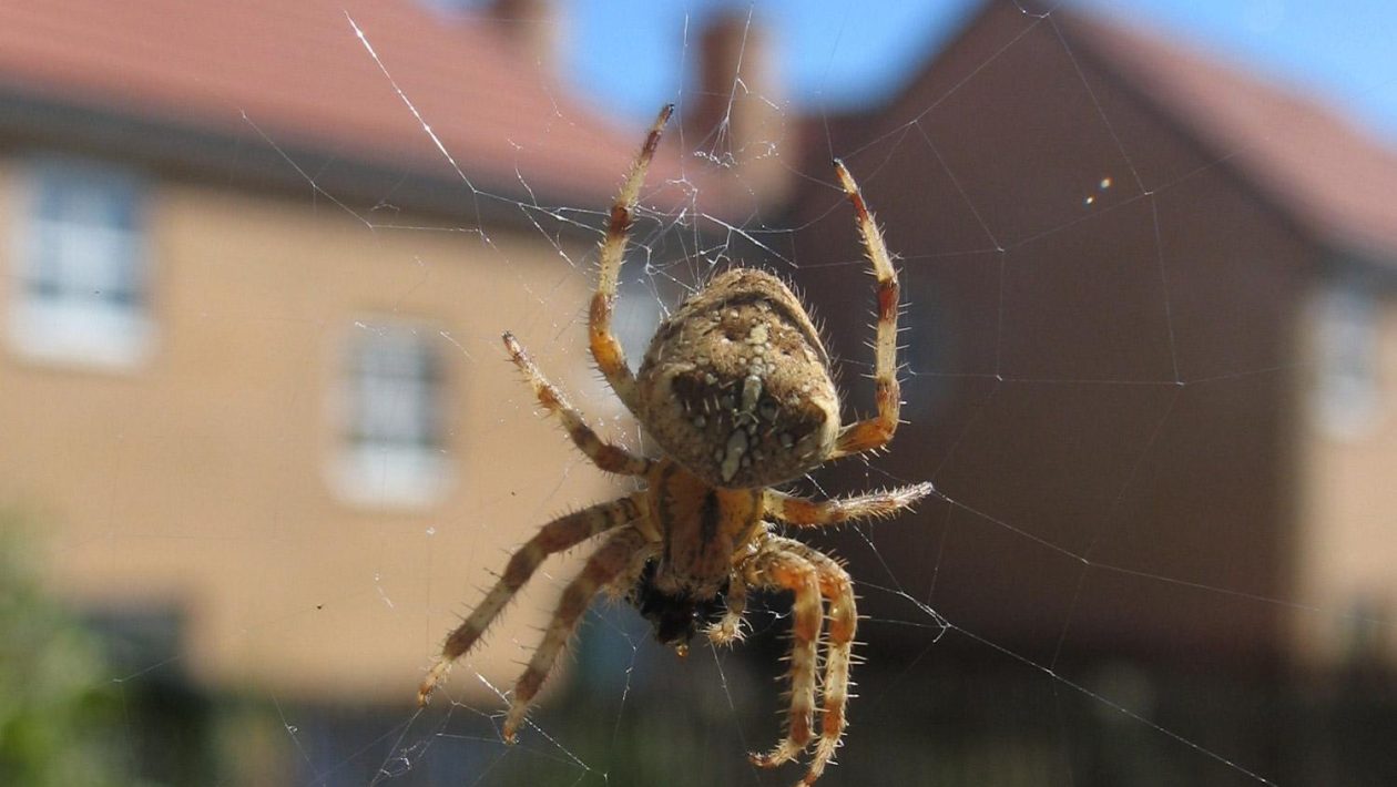 Een spin met zijn web.
