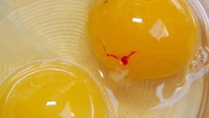 Wat is dat rode vlekje op het ei